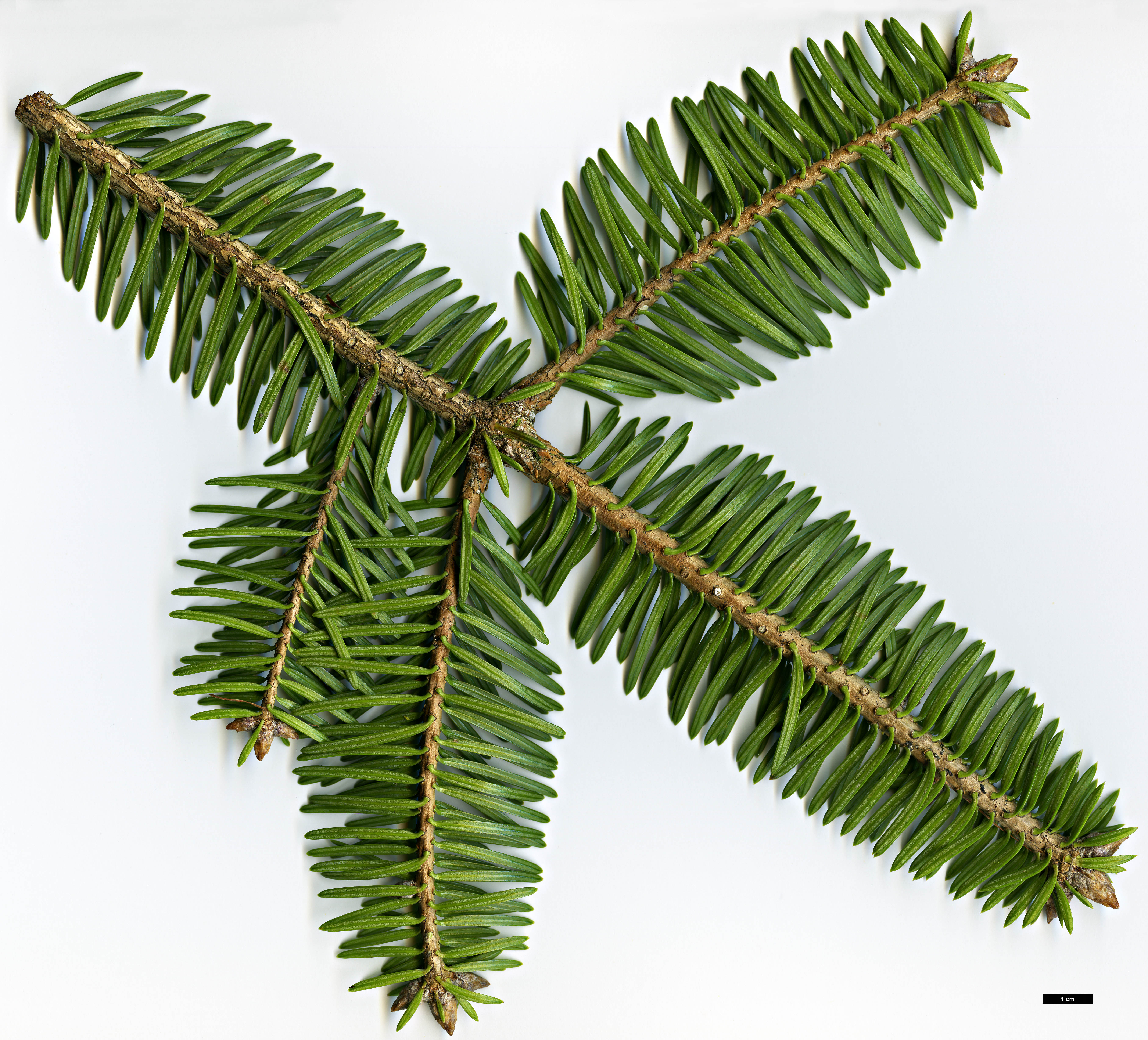 High resolution image: Family: Pinaceae - Genus: Abies - Taxon: chensiensis - SpeciesSub: subsp. yulongxueshanensis